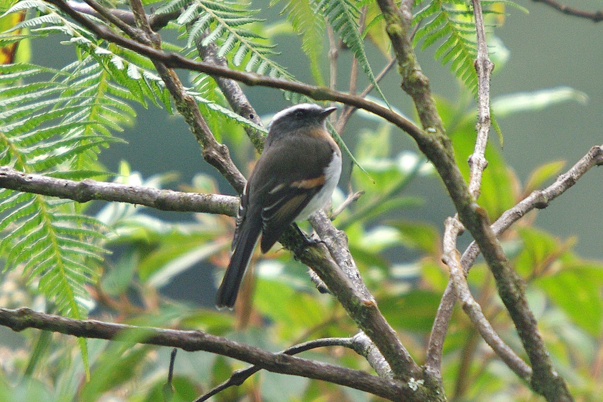 Rufous-breasted Chat-Tyrant - ML388226101