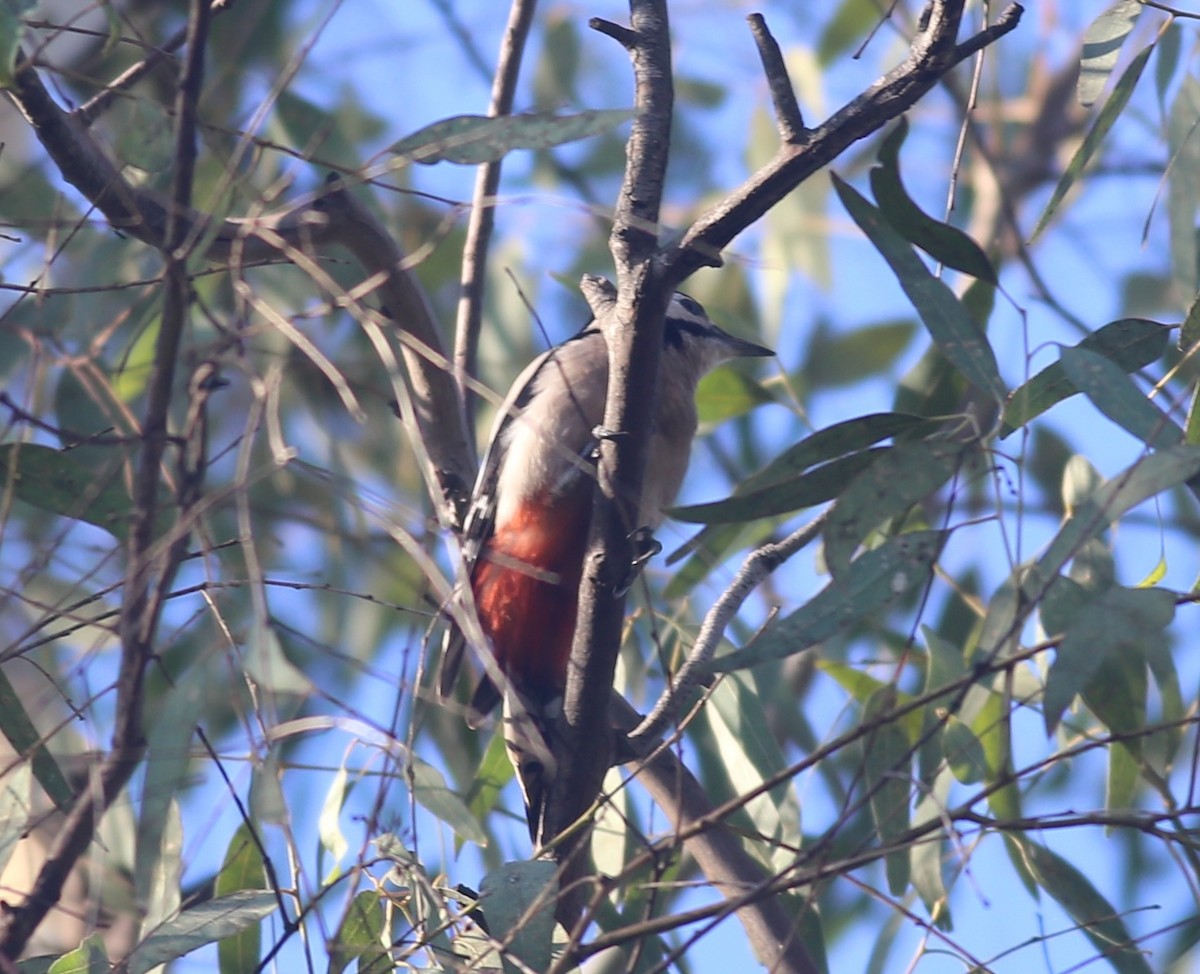 Great Spotted Woodpecker - ML388226351