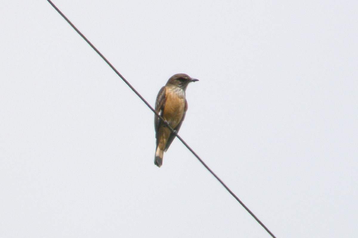 Streak-throated Bush-Tyrant - ML388226721