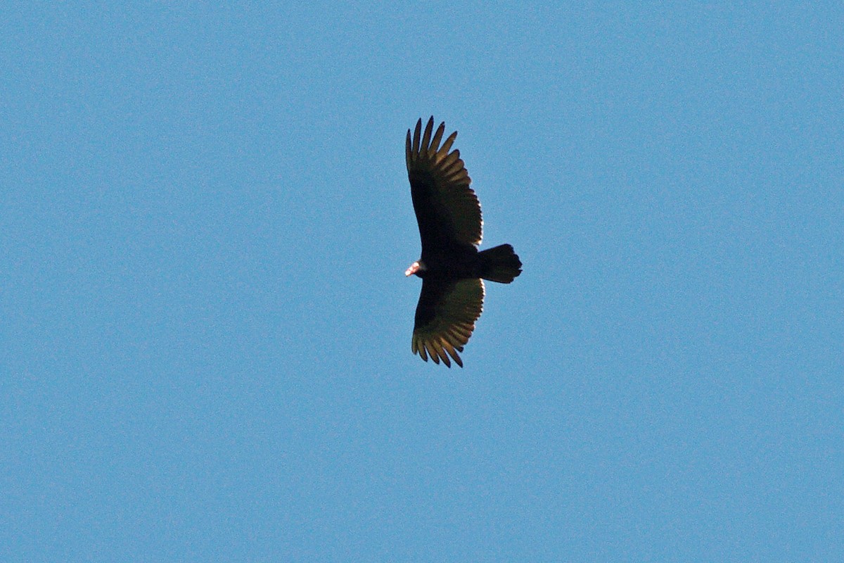 Turkey Vulture - ML388226791