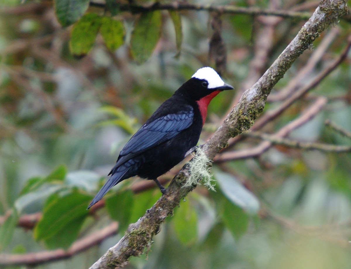 White-capped Tanager - ML388226811