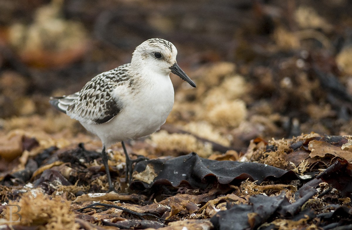 Sanderling - Lucas Berrigan