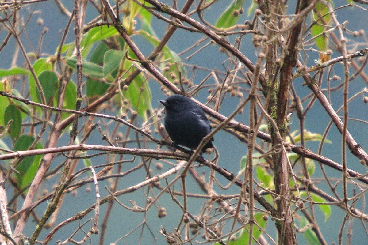 White-sided Flowerpiercer - ML388227041