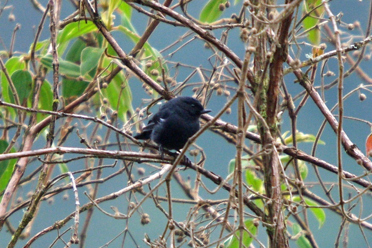 White-sided Flowerpiercer - ML388227051