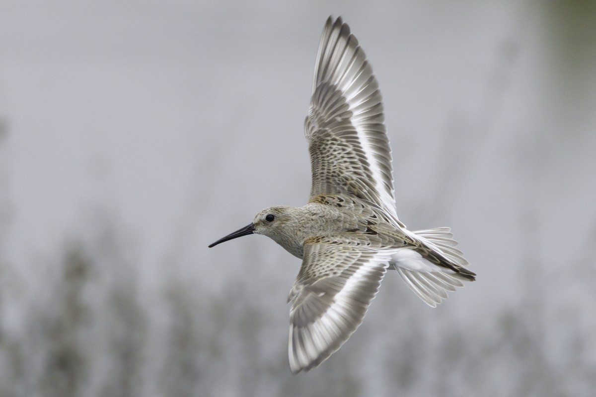 Dunlin - Calidris alpina - Media Search - Macaulay Library and eBird