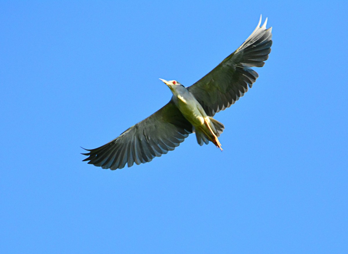 Black-crowned Night Heron - ML388228881