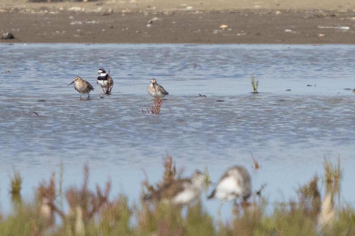 Common Ringed Plover - ML388229731