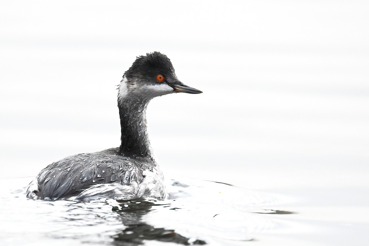 Eared Grebe - peng su