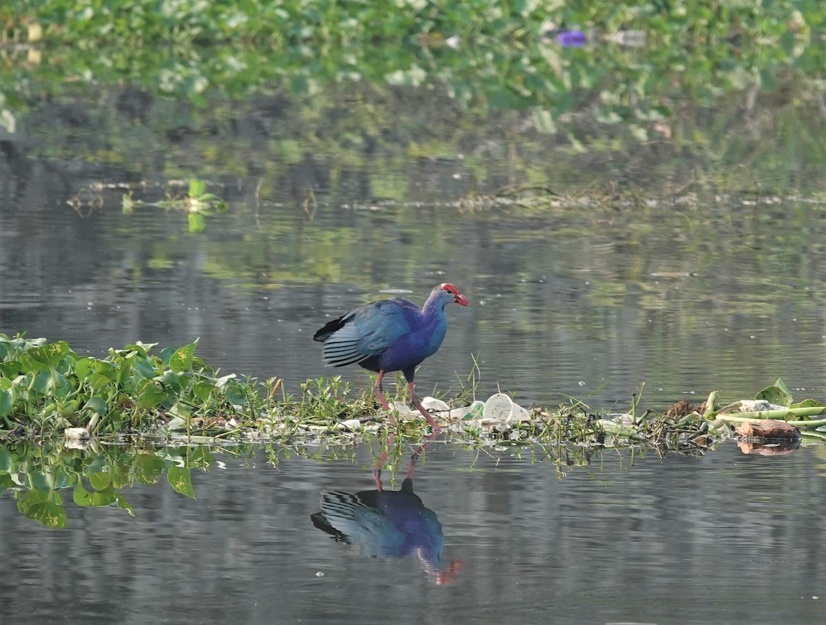 灰頭紫水雞 - ML388235781