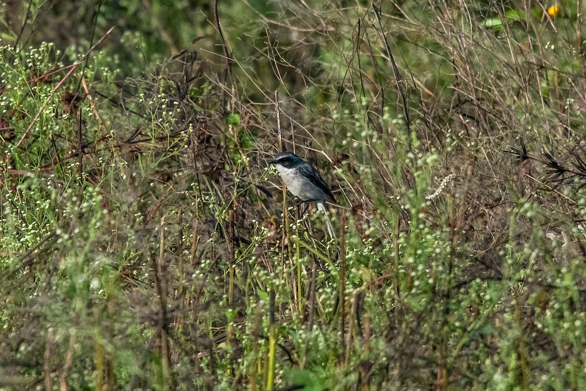 Gray Bushchat - ML388235821