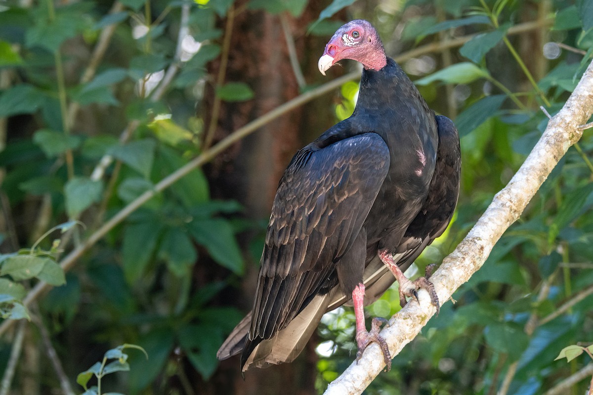 Turkey Vulture - ML388238281