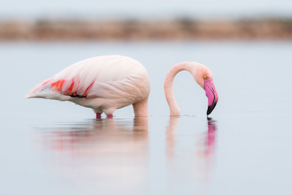 Greater Flamingo - ML388239271