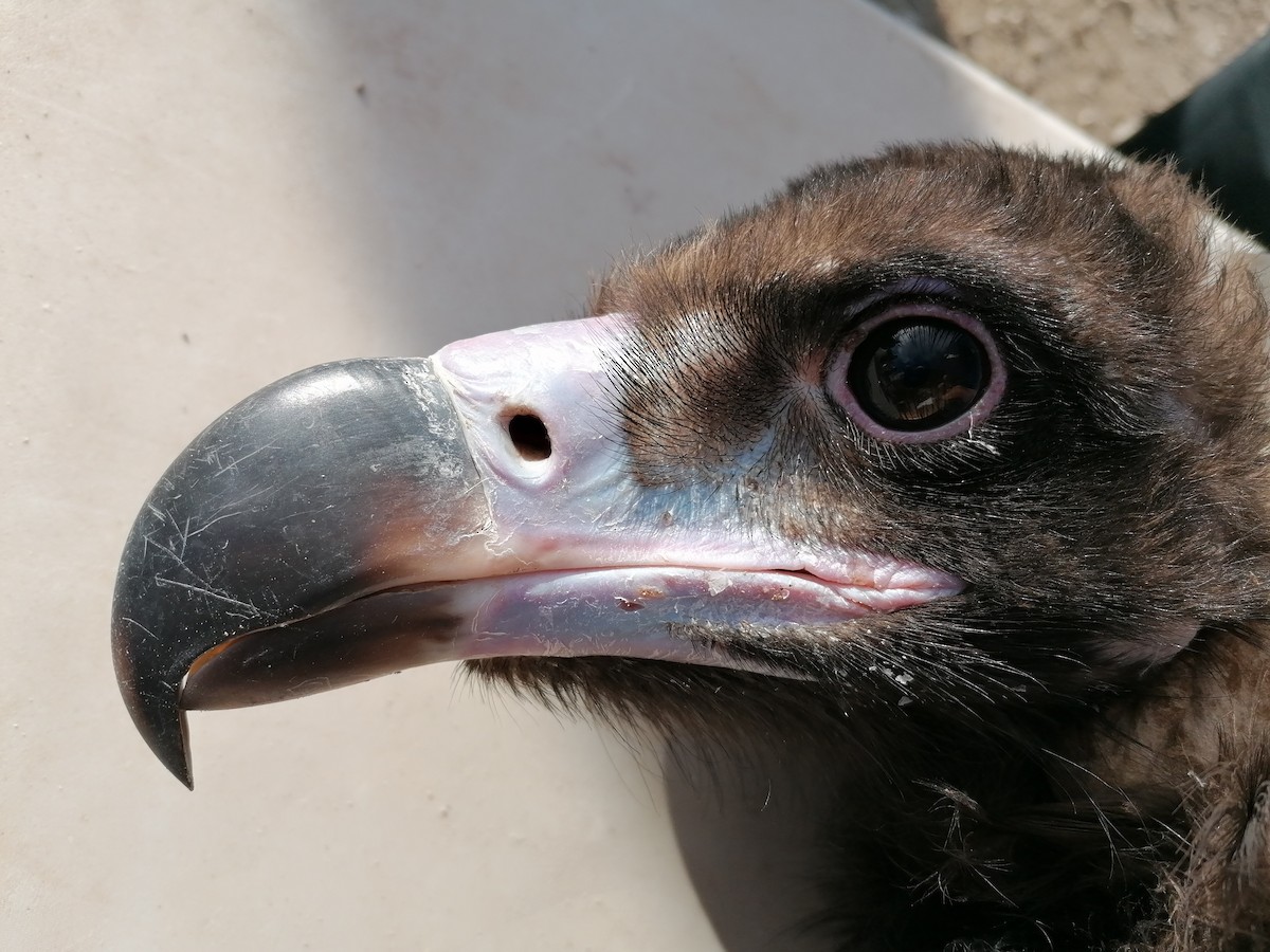 Cinereous Vulture - ML388239441