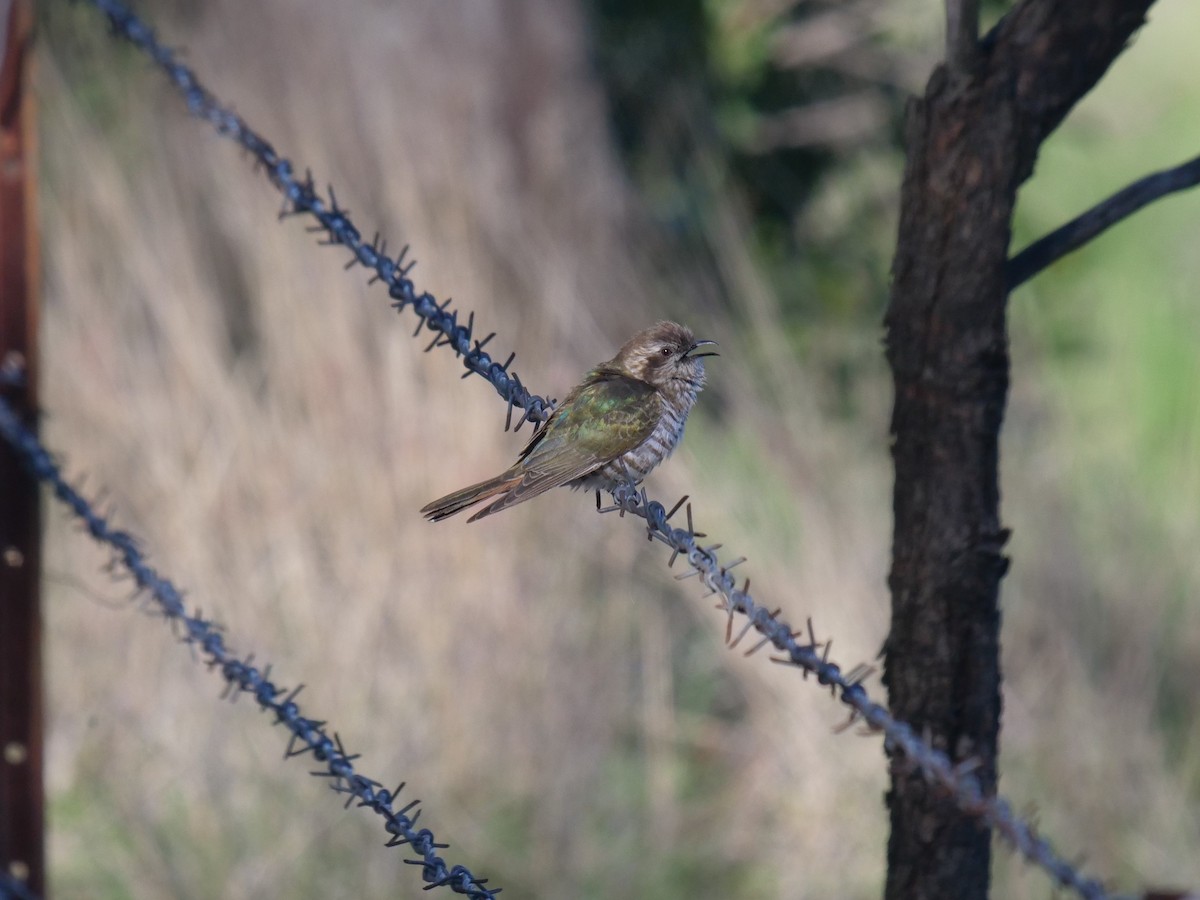 Horsfield's Bronze-Cuckoo - Frank Coman