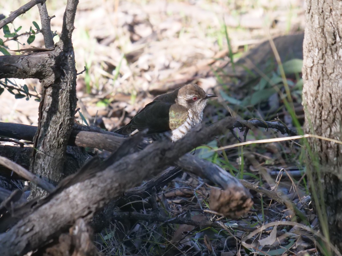 Horsfield's Bronze-Cuckoo - Frank Coman