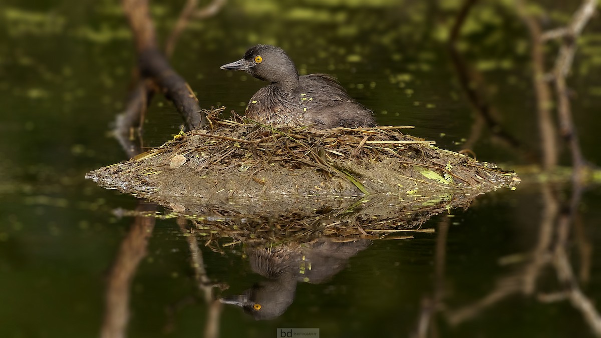 Txilinporta beltza - ML388241101