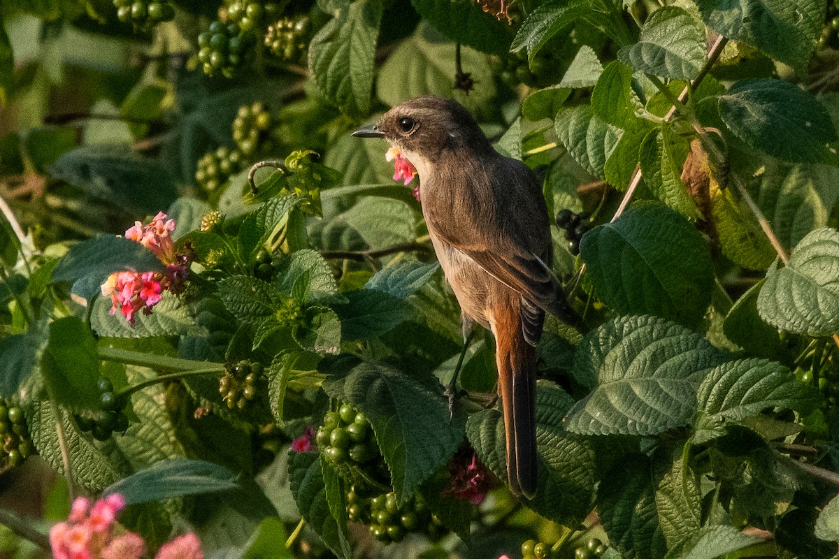 Gray Bushchat - Vivek Saggar