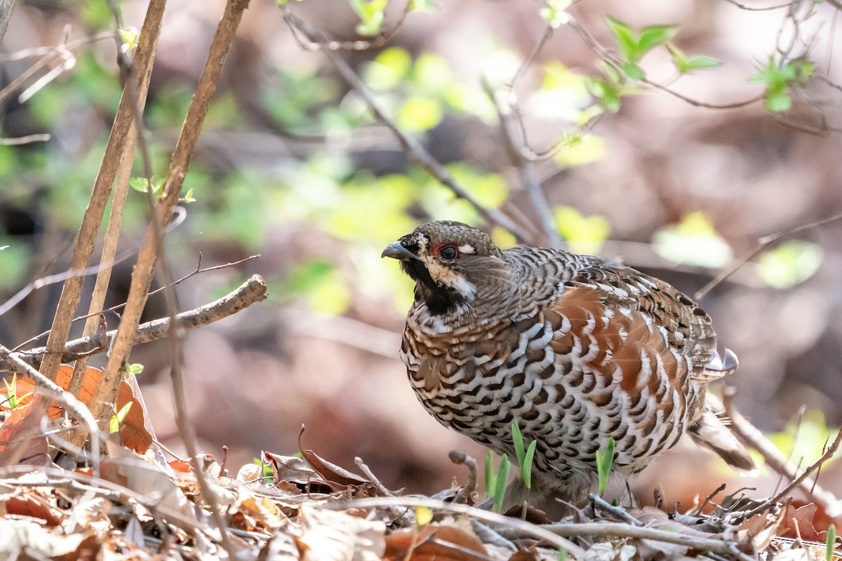 Hazel Grouse - ML388242311