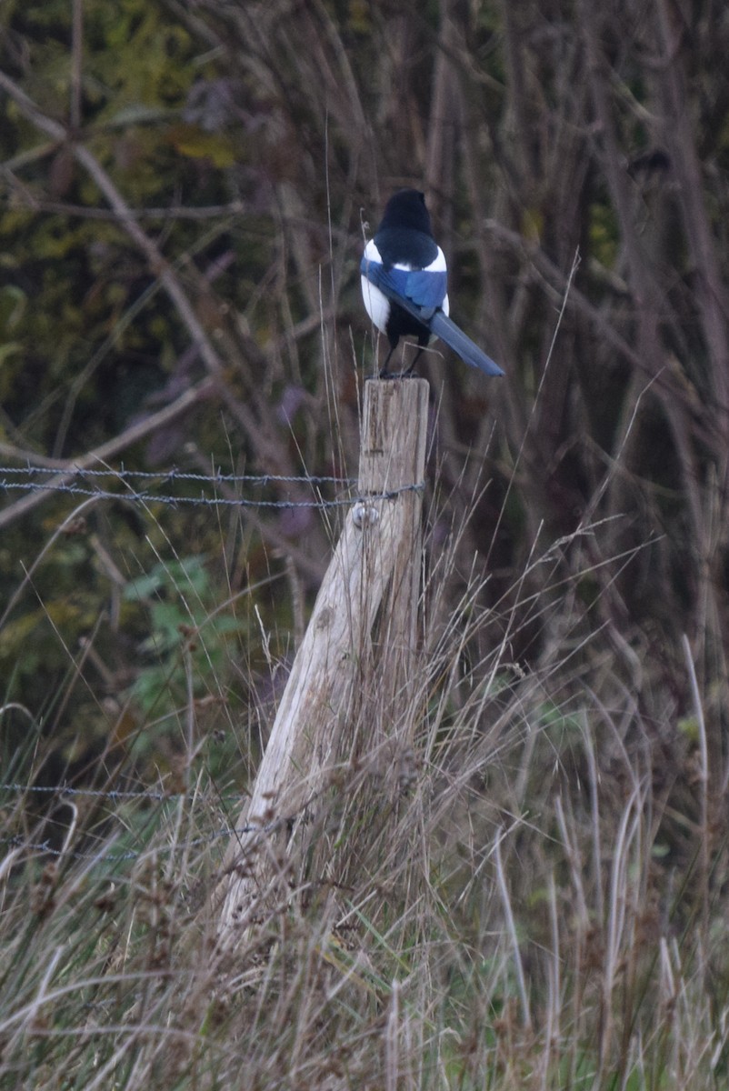 Eurasian Magpie - ML388243391