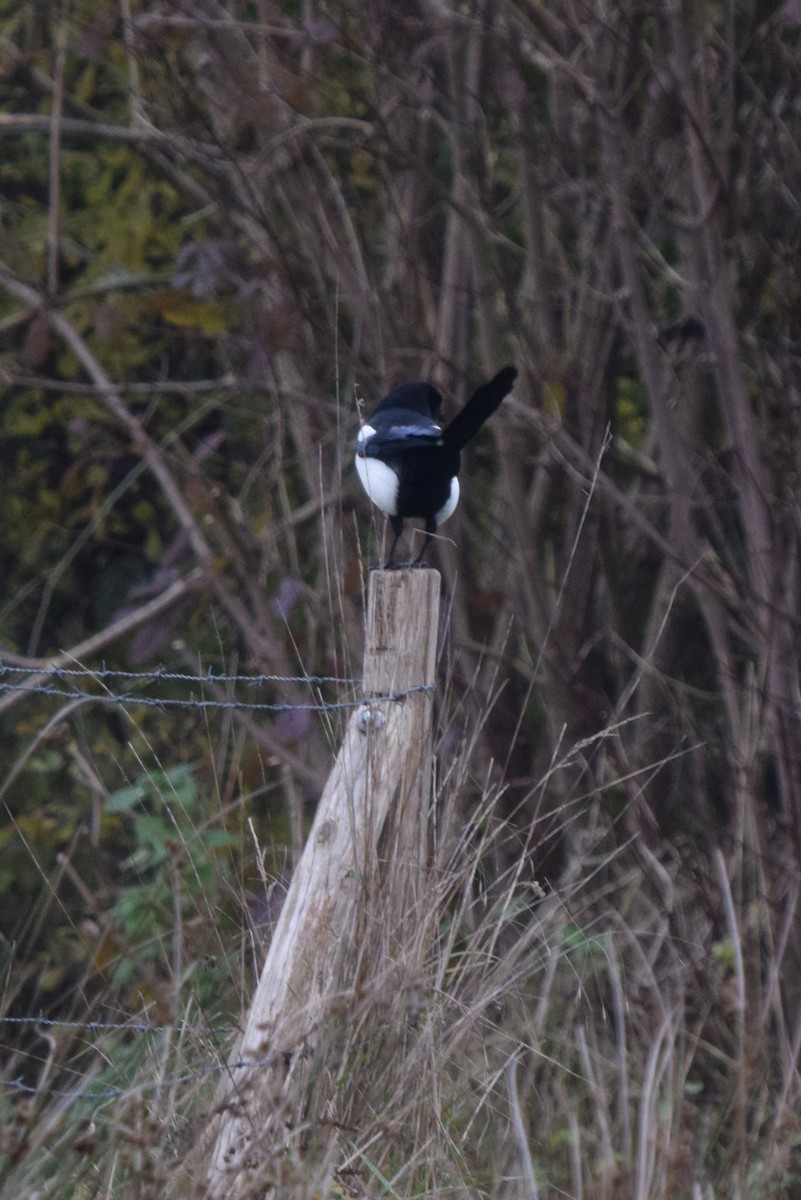 Eurasian Magpie - ML388243401