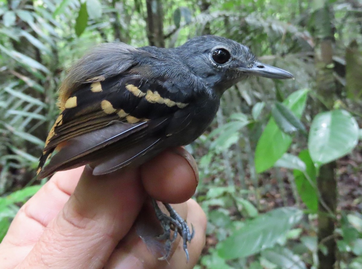 Rufous-bellied Antwren - sylvain Uriot