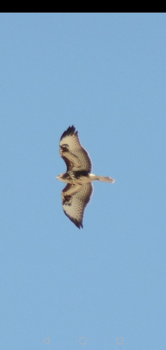 Common Buzzard - ML388244801