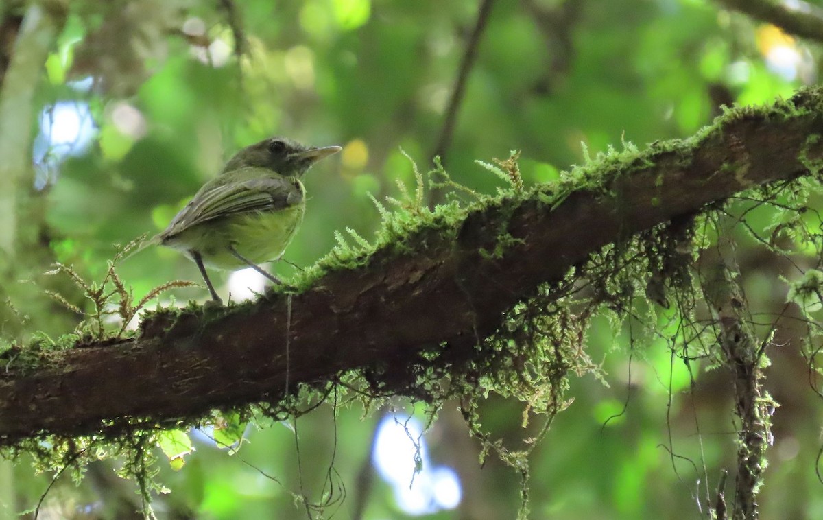 Boat-billed Tody-Tyrant - sylvain Uriot