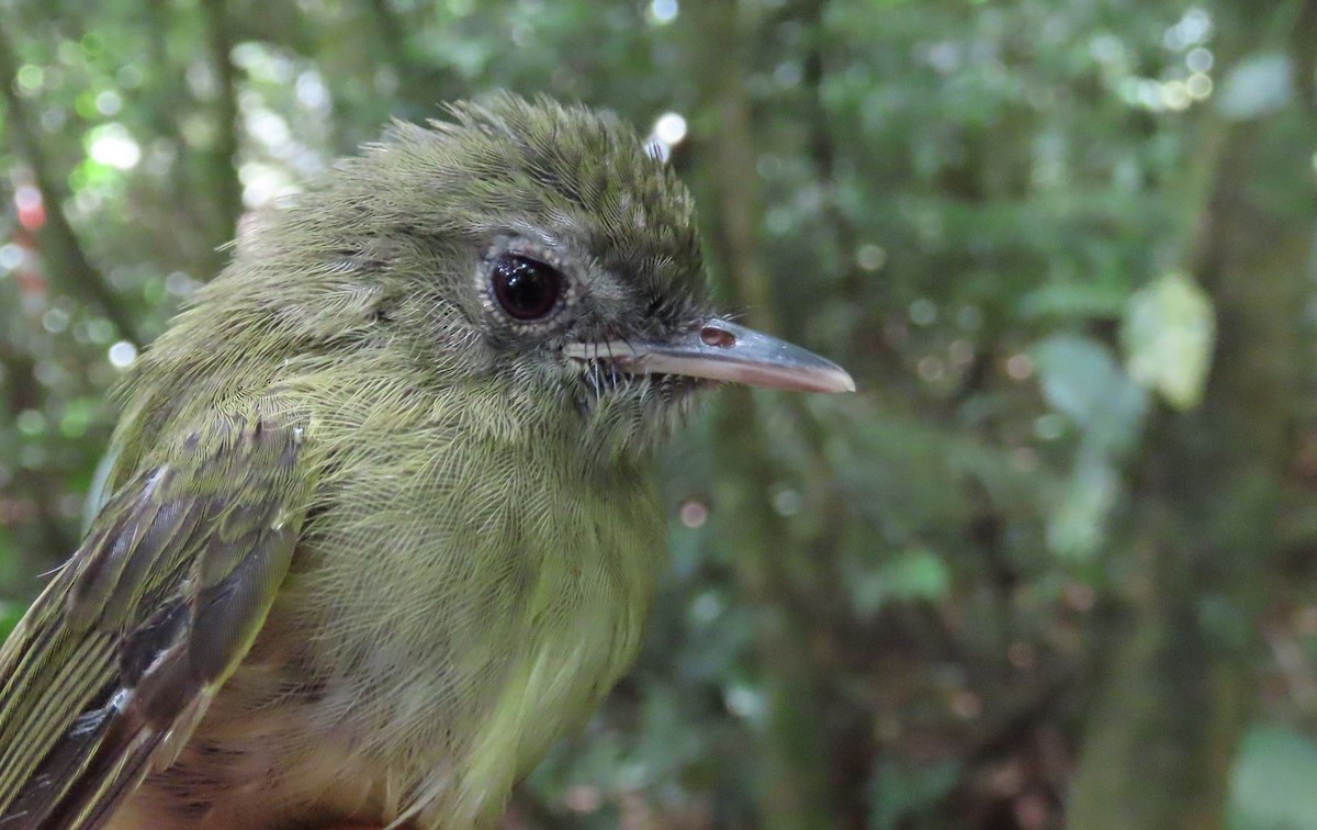 Boat-billed Tody-Tyrant - ML388247251