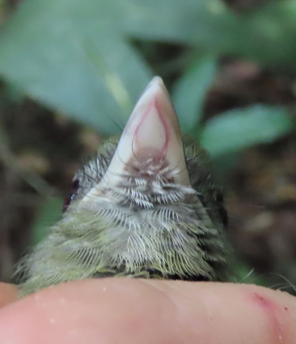 Boat-billed Tody-Tyrant - ML388247261