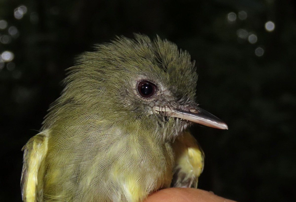 Boat-billed Tody-Tyrant - ML388247291