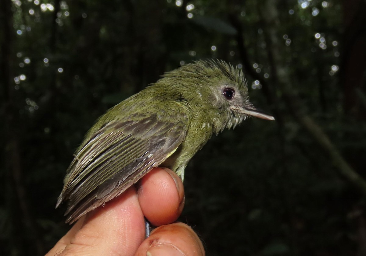 Boat-billed Tody-Tyrant - sylvain Uriot