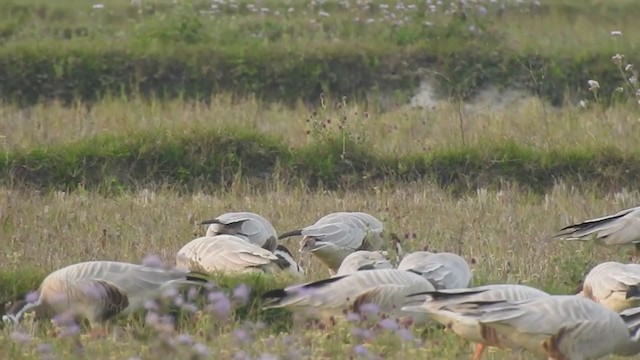 Bar-headed Goose - ML388248271