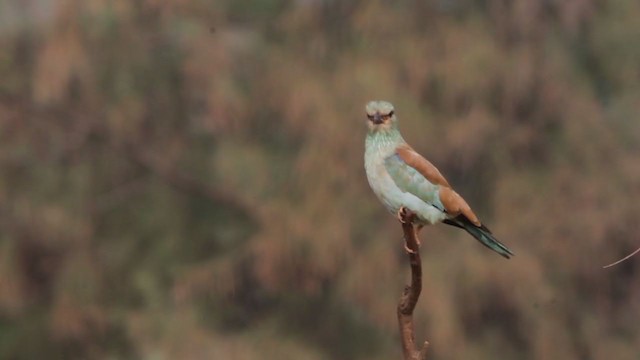 European Roller - ML388248691