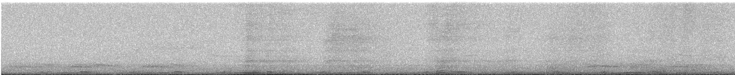 holub skalní (domácí) - ML388249491