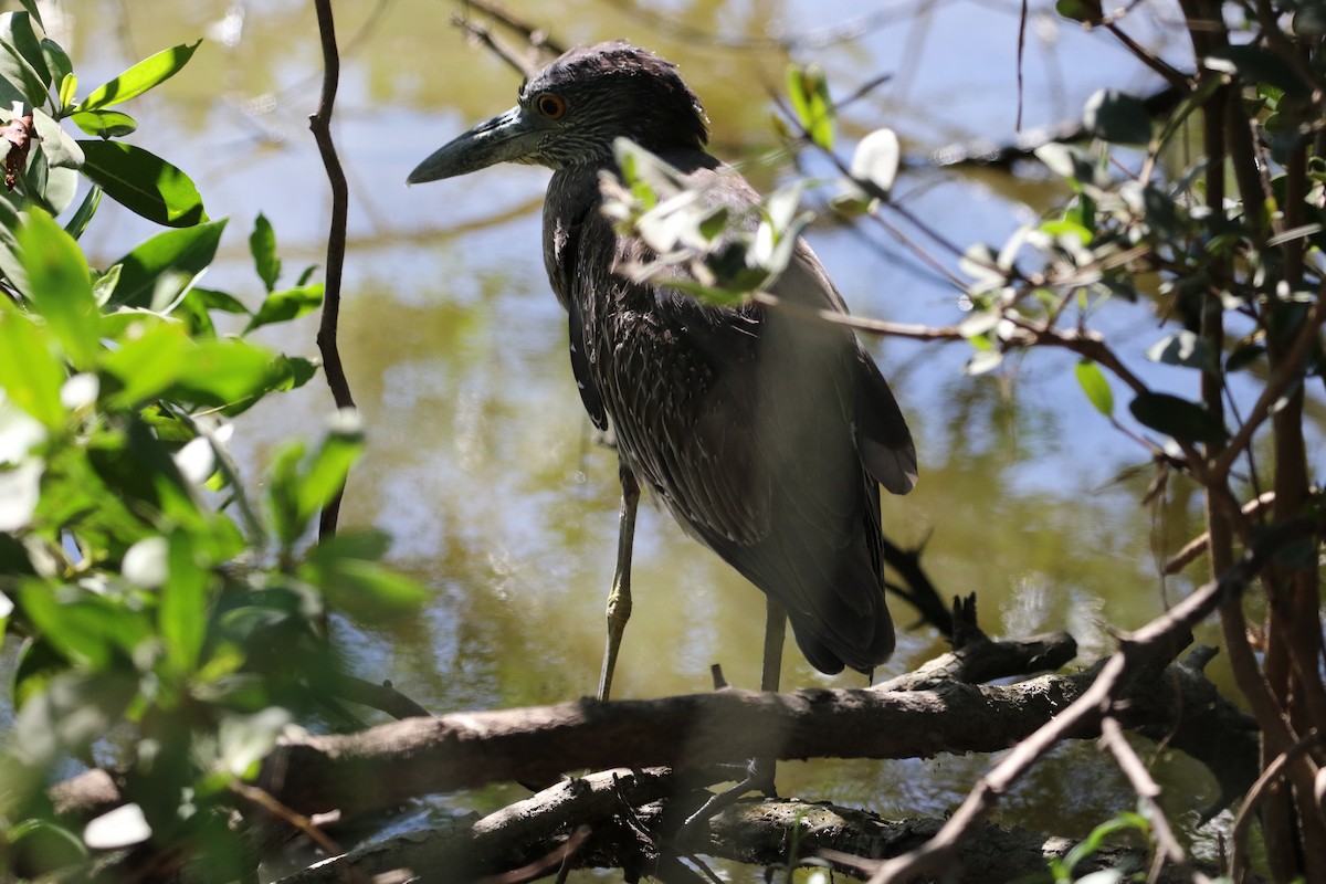 Yellow-crowned Night Heron - ML388250531