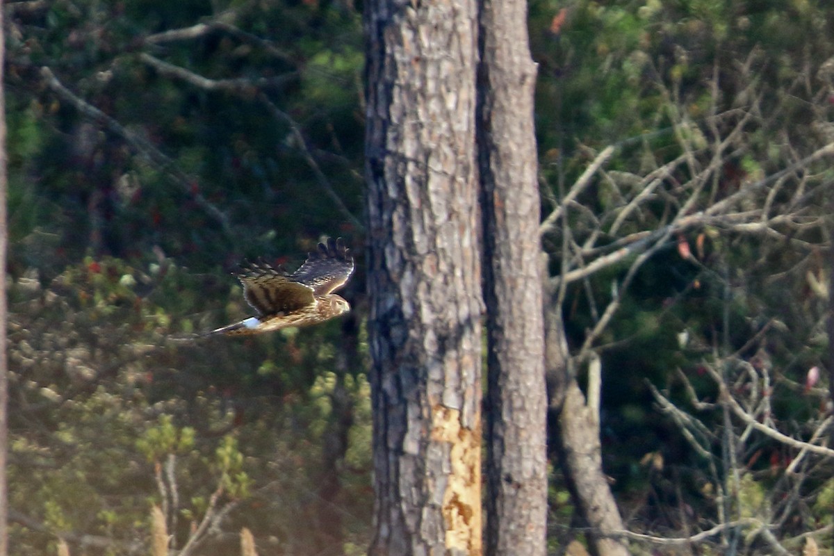 Northern Harrier - ML38825141