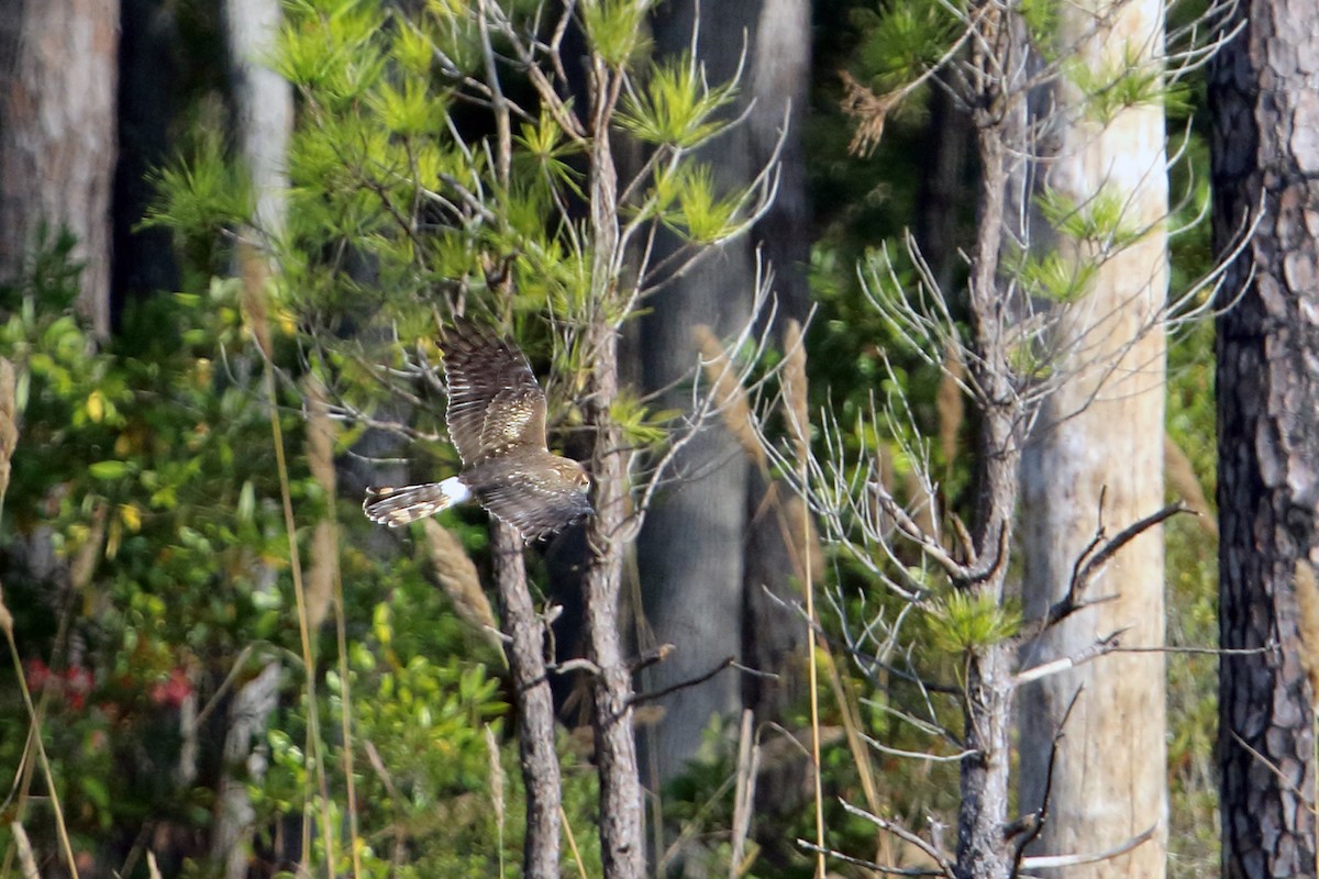 Northern Harrier - ML38825151