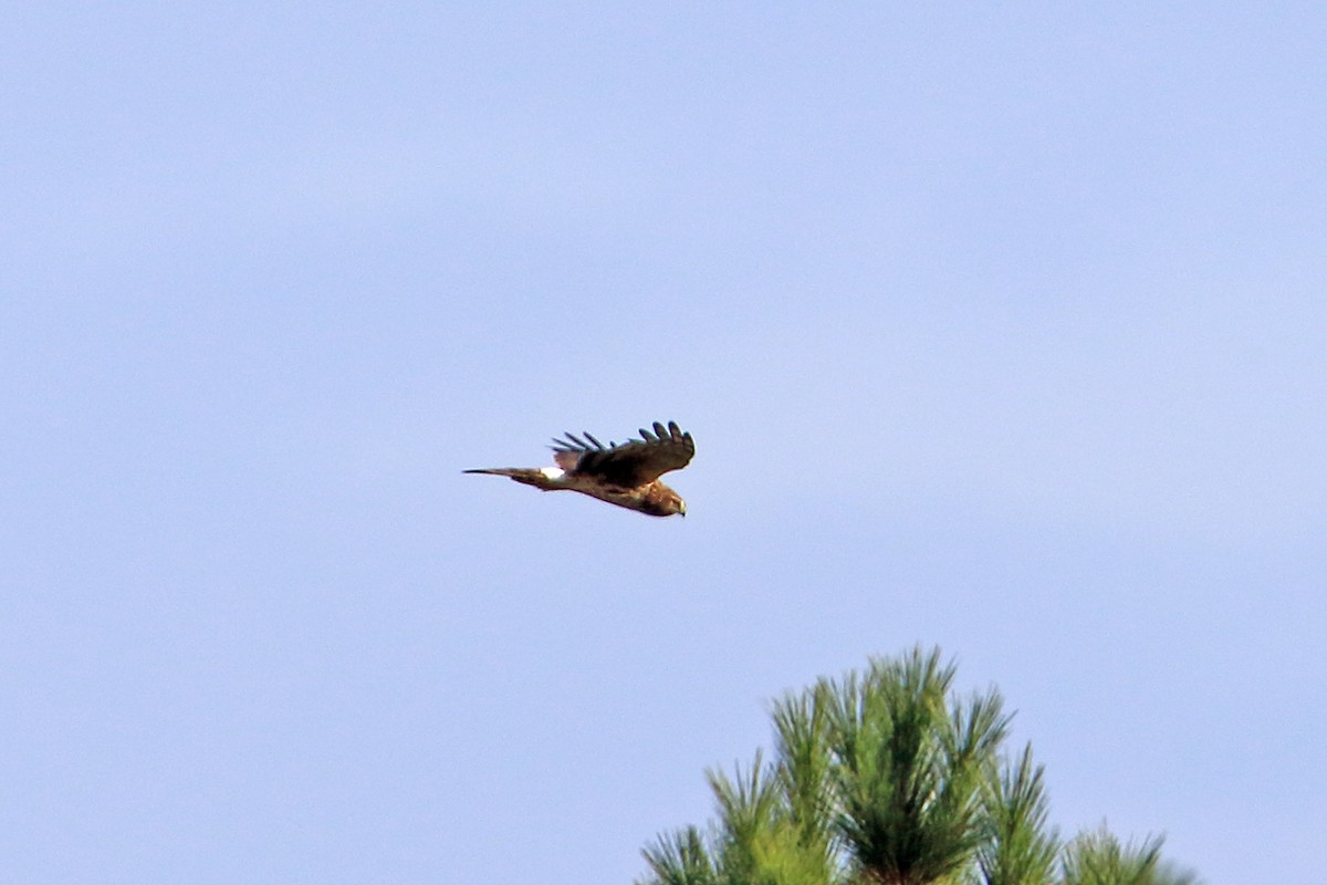 Northern Harrier - ML38825161