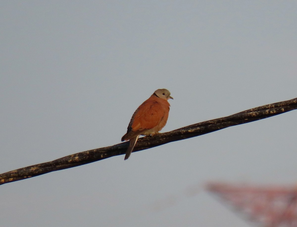 Red Collared-Dove - ML388253271