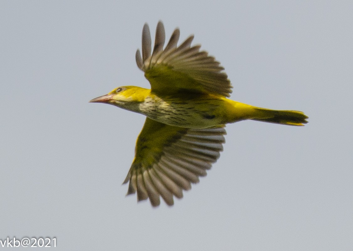 Indian Golden Oriole - ML388253481