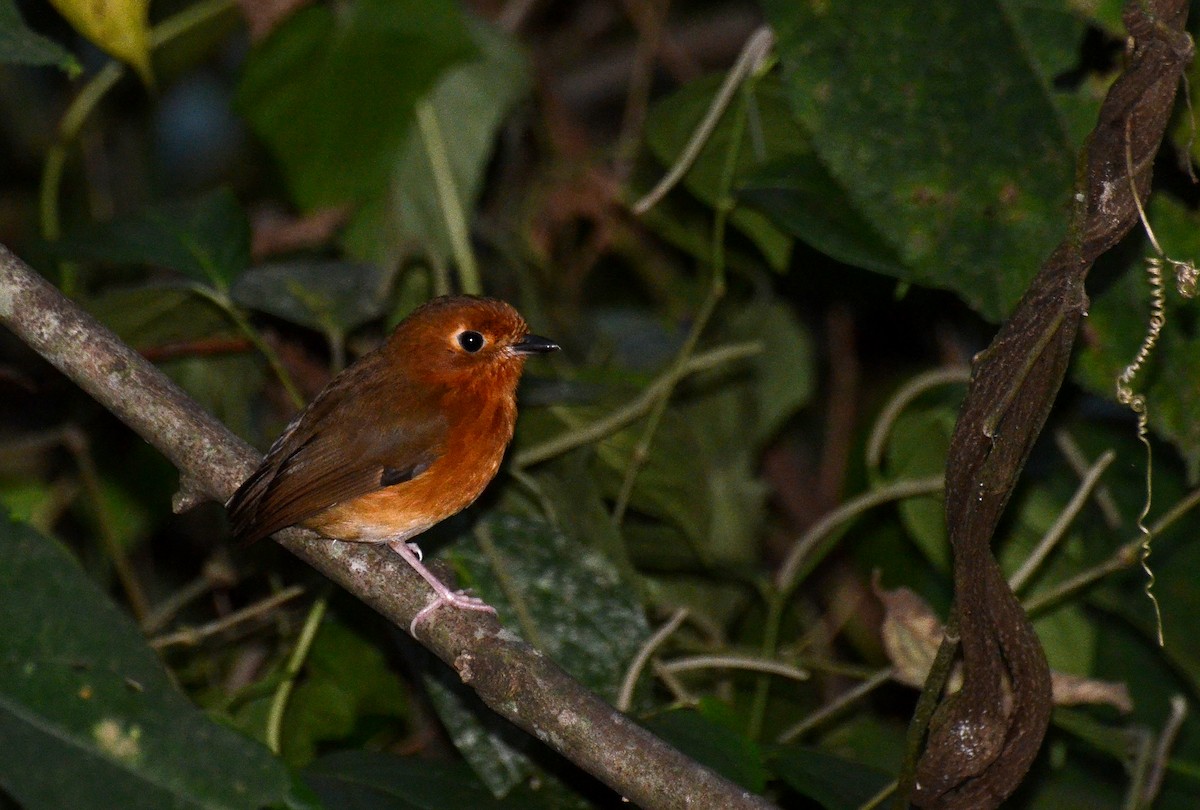 Rusty-breasted Antpitta - David M. Bell