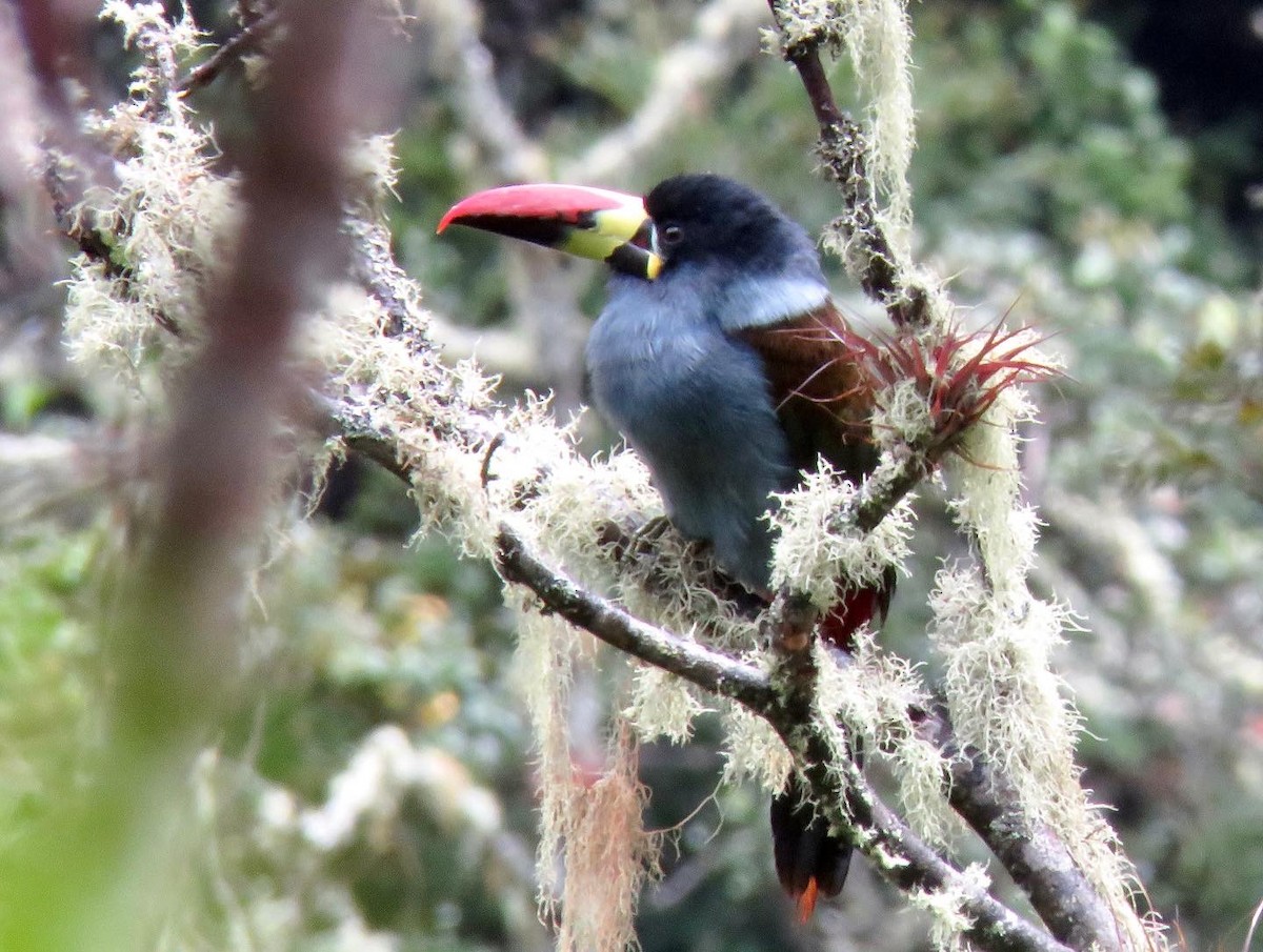 Gray-breasted Mountain-Toucan - ML388255071