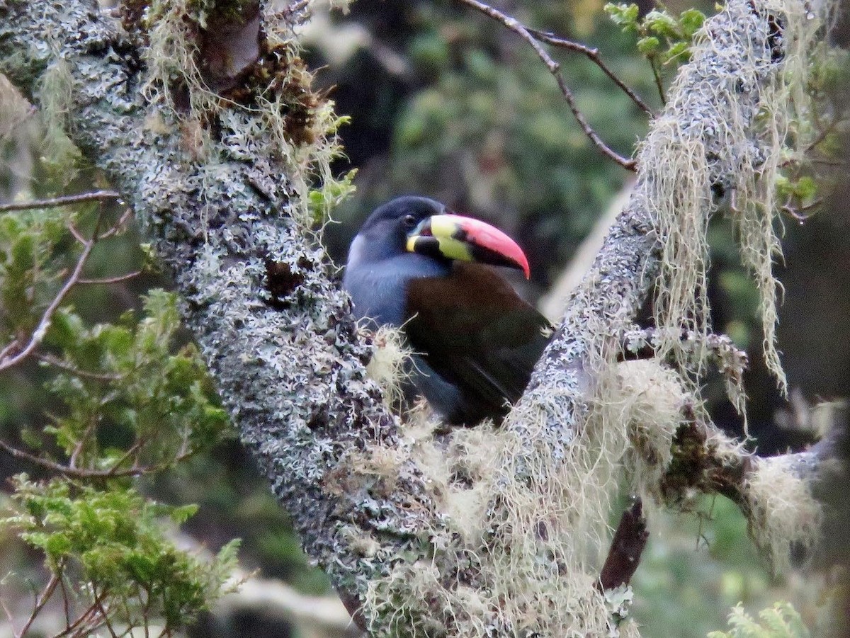 Gray-breasted Mountain-Toucan - ML388255091