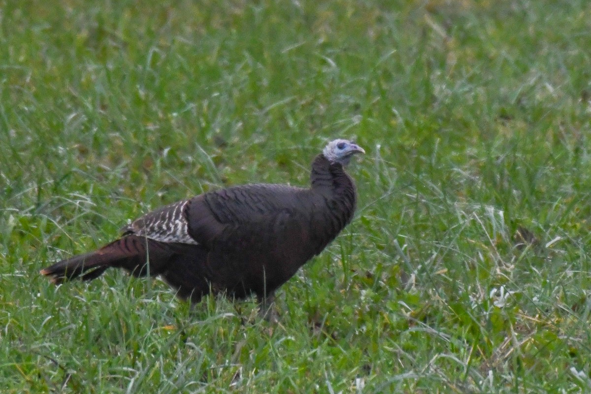 Wild Turkey - ML388256711