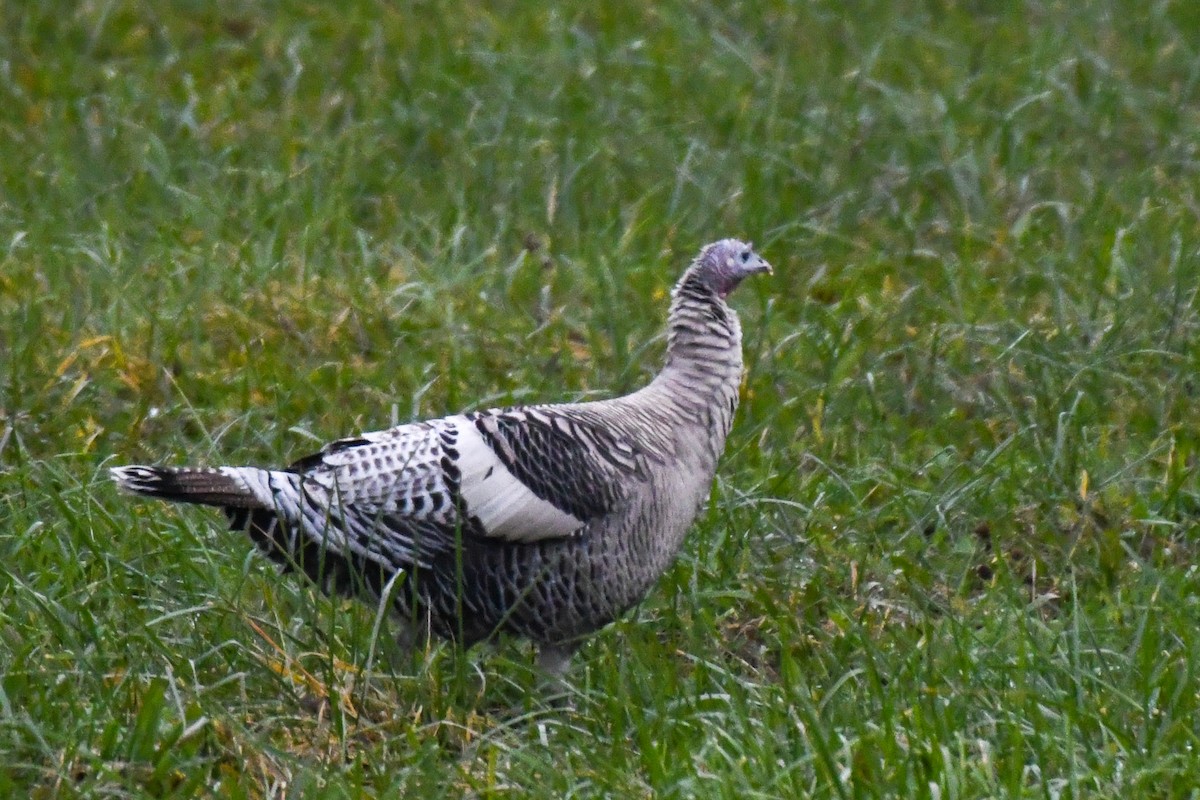 Wild Turkey - ML388256751