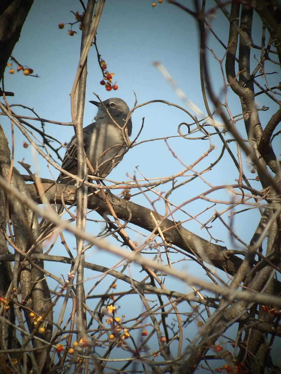 Northern Mockingbird - MELISSA  SOVAY