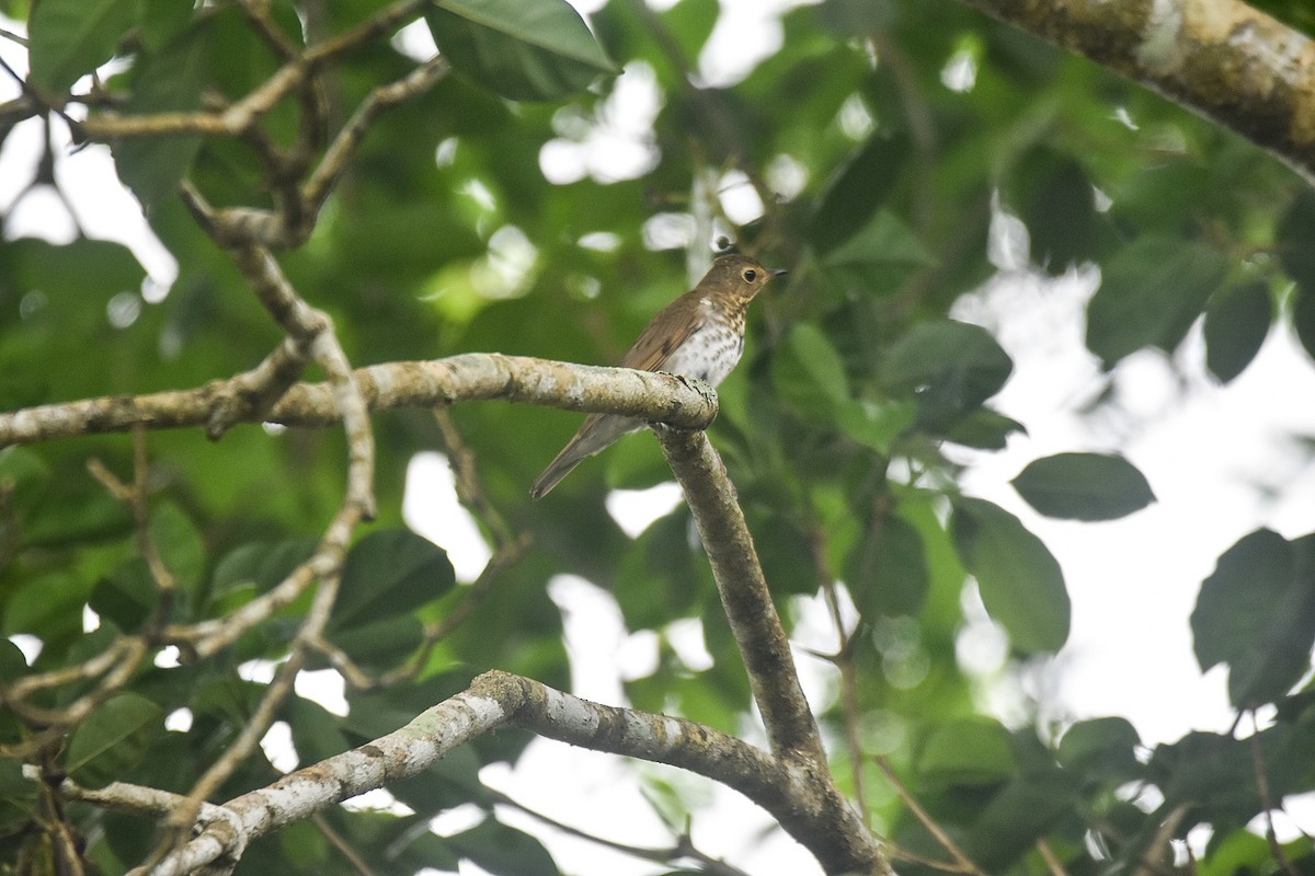 Swainson's Thrush - Jane Crawford