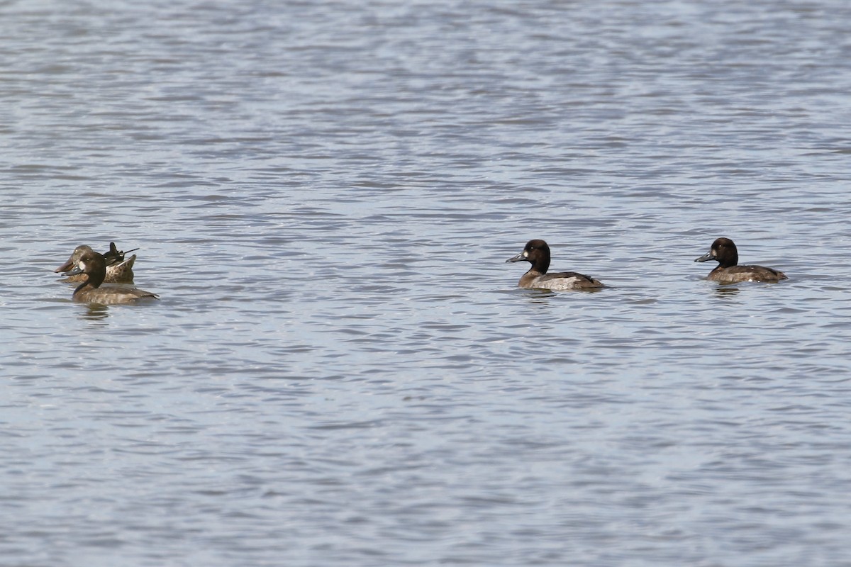 Lesser Scaup - ML388258781