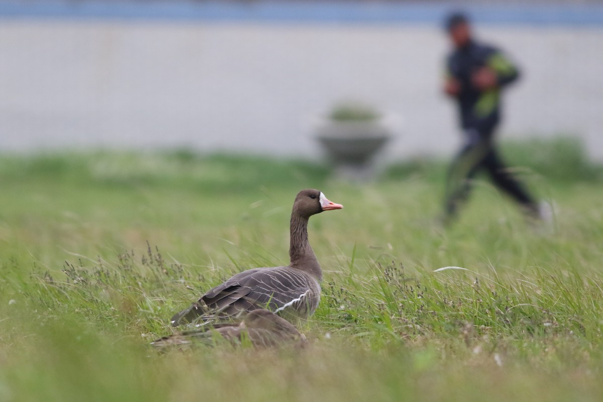 Greater White-fronted Goose - ML388259381