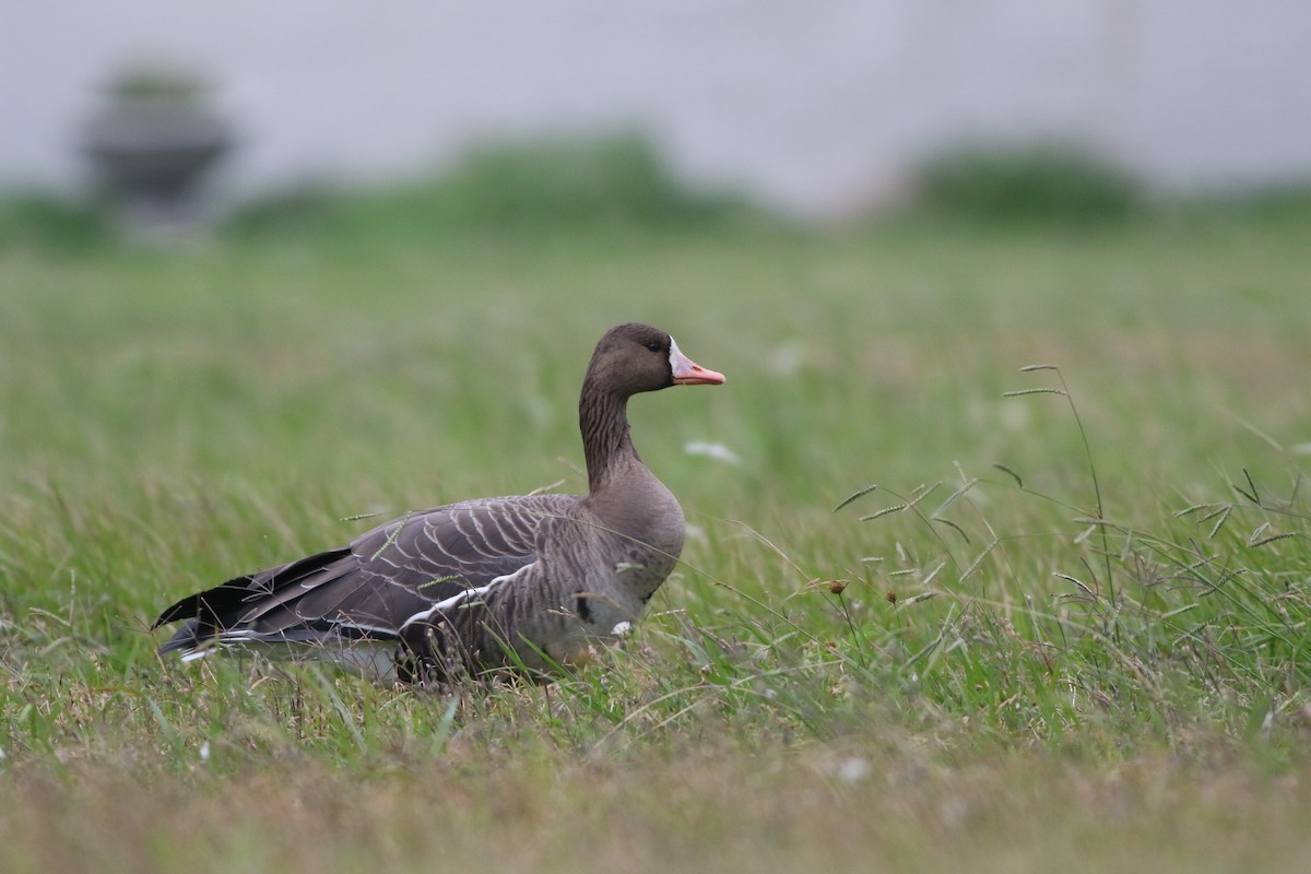 Greater White-fronted Goose - ML388259391